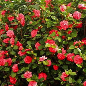 Camellia Blood of China Japonica